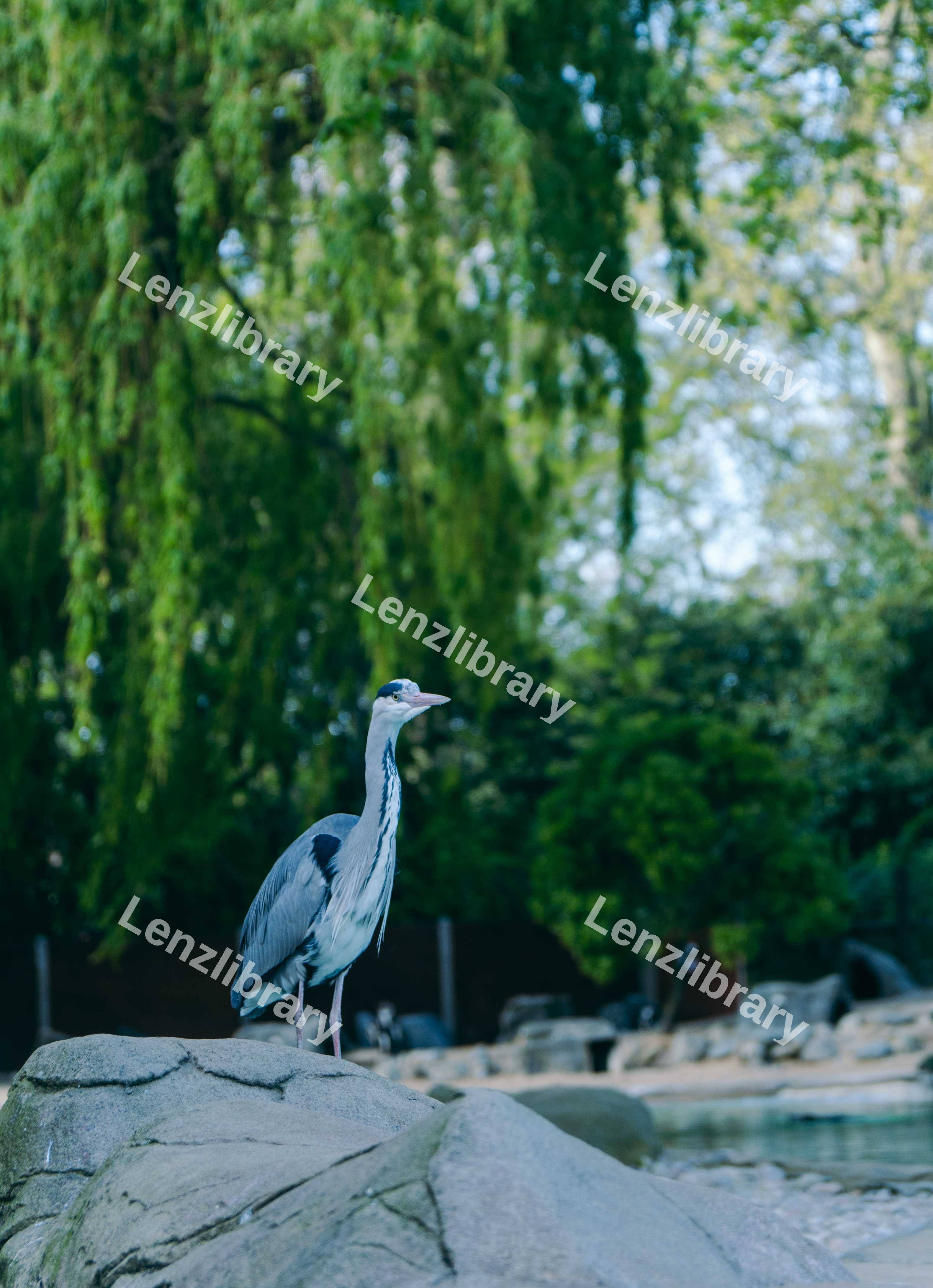 Tranquil Heron 2